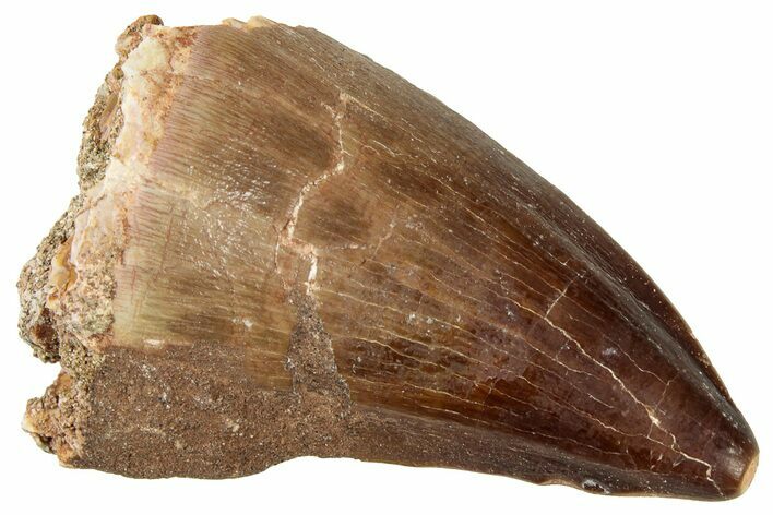 Fossil Mosasaur (Prognathodon) Tooth - Morocco #326435